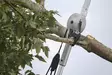 Milwaukee teleskooppileikkuri ja oksasaha - Kirveet ja vasarat - 4932498626 - 3